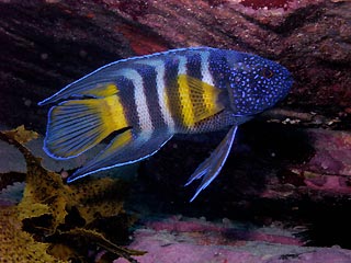 Eastern Blue Devilfish