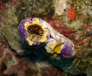 Ascidian