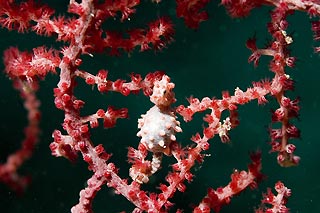 Pygmy Seahorse