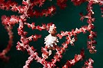 Pygmy Seahorse