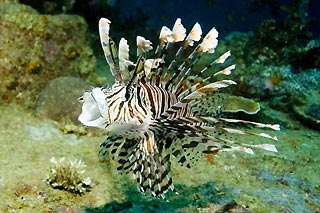 Pterois volitans