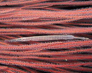 Trumpetfish on whip coral