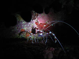 Banded Cleaning Shrimp