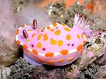 Nudibranch