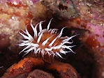 Anemone