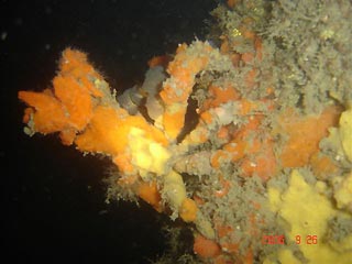 Decorator Crab