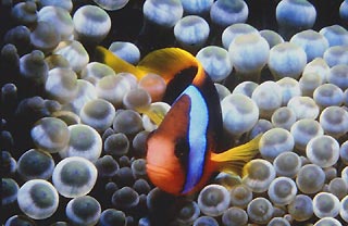 Clownfish