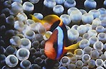 Clownfish