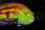 Senator wrasse