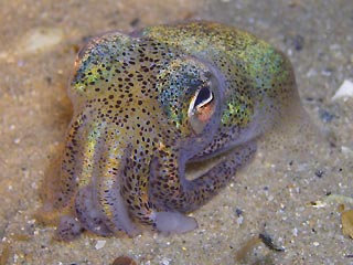 Bobtail Squid