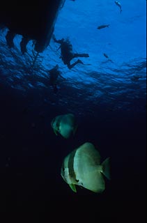 Tall-fin Batfish