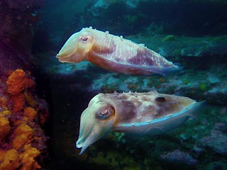 Red Cuttle Pair