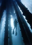 Diver at Rapid Bay Jetty