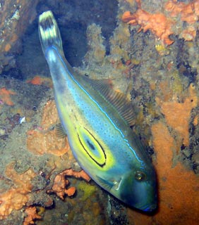 Horseshoe Leatherjacket