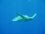 Green Turtle