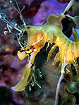 A close-up of a Leafy Seadragon