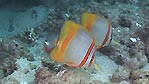 Butterflyfish grazing on the reef, Exmouth, Western Australia.