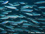 Schooling fusiliers, Cocos (Keeling) Islands