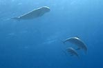 A dugong swimming with dolphins, only at Cocos (Keeling) Islands