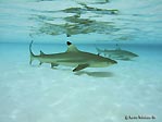 Blacktip Reefsharks in shallows of the lagoon, Cocos (Keeling) Islands