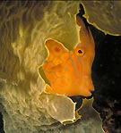 Mosaic Leatherjacket, Sydney, Australia