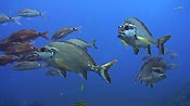 Red Morwong amongst other reef fish at Julian Rocks, Byron Bay, Australia.