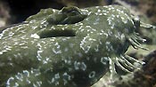 A Spotted Wobbegong close-up. Julian Rocks, Byron Bay, Australia.