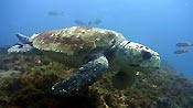 Loggerhead Turtles can grow quite large and are common around Julian Rocks, Byron Bay, Australia.