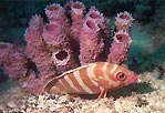 Fish resting at the reef, Coral Bay, Western Australia