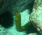 Moray Eel and Urchins