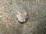 Stargazing Snake Eel