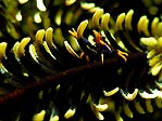 Squatty on a Feather Star