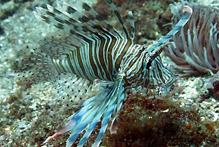 Lionfish 2