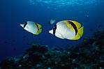 Lined Butterflyfish