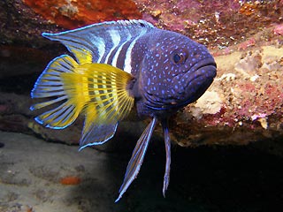 Eastern Blue Devil