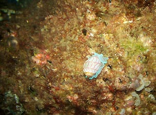 Iridescent Slug