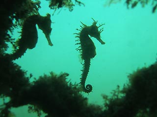 Seahorse Silhouette