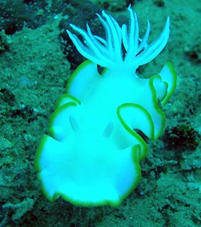 Nudi