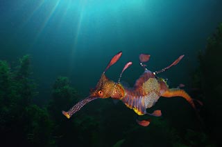 Bicheno Seadragon