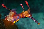 Tassie Weedy Seadragon