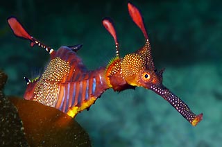 Tassie Weedy Seadragon