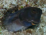 Blenny