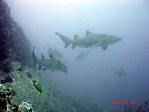 Grey Nurse Sharks at SWR