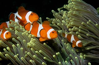 Anemonefish