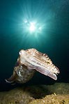 Cuttlefish