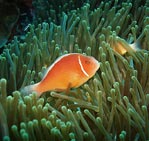 Pink Anemonefish