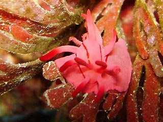 Mysterious Nudibranch