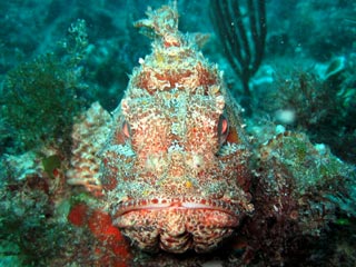 Scorpionfish