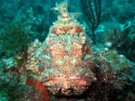 Scorpionfish