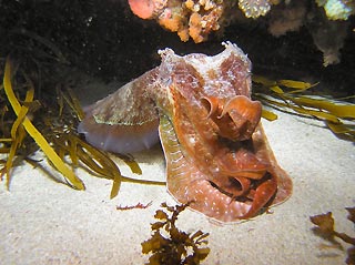 Giant Cuttlefish